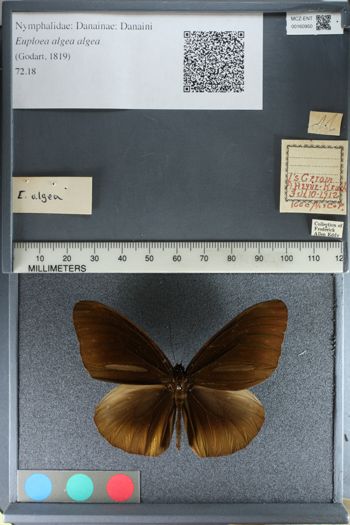 Media type: image;   Entomology 160950